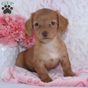 Brianna, Dachshund Puppy